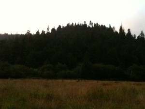 The photo doesn't do justice, but we came across a herd of Elk just north of Eureka in a viewing area right off Hwy 101. 