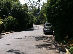 Why'd the deer cross the road?  Apparently they do it all the time in Ashland... 