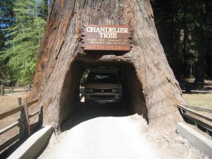 Didn't quite make it - Rusty tried to fit through the drive-thru tree in Leggett, CA