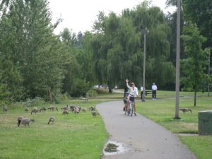 Geese in the road: Portland has great bike paths, but bikers aren't the only ones who use them!